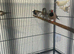Bengalese finches