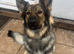 Urgent Rehome of Female GSD