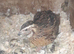 Japanese Quail