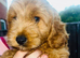 Last 3 available Stunning deep red Cavapoos f1b