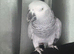 Silly Tamed African Grey Parrot