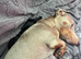 Dachshund cross Chinese crested
