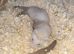 Baby ferrets