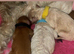 Cavapoochons fully health tested parents
