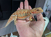 Baby bearded dragons now reduced to get good homes