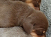 Two miniature dachshund pups