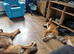 Adorable puppies