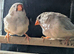 Black breasted fawn split orange breasted hens