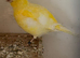 Yellow singing canary
