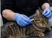 Microchipping Available