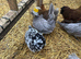 Bantams - pekins, silkies and Polands