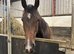 16hh tb filly