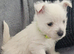 KC registered - Beautiful 2 girls and 2 boys