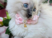 Maine coon ragdoll (racoon) kittens full of fun ready to be adored