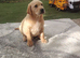 Labrador puppies