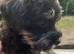 f1 Toy Schnoodle