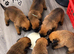 Belgian Malinois Puppies – 4 Girls & 3 Boys