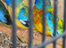 Male Splendid Parakeets