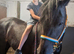 Stunning 3yrs Welsh d filly