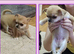 Chihuahua puppies