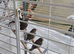 Zebra finches