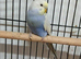 Female Rainbow Budgie