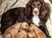 Cocker spaniel pups