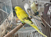 3 months young budgies available