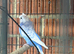 Breeding Helicopter budgies