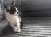Ready now beautiful female kittens 8 weeks old