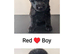 Stunning German shepherd mixed puppies