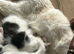 Mixed breed, half ragdoll kittens