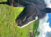 12hrs beautiful pony for loan