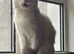 Maine coon BSH