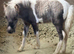 Silver dapple colt