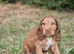Ready Now Kc Reg Show Type Cocker Spaniels