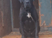 Male presa canario