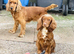 Lovely red spaniel pups