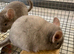 Beautiful pair of 3 month old, Tan brothers. £120 each