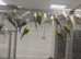Stunning Various Baby Budgies