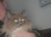 Beautiful ragdoll boy for sale