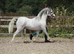 Stunning Welsh section a licensed stallion