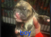 Puppy staffys