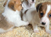 Jackrussell pups