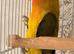 DNA’d Females lovebirds for sale.