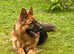 German shepherd for stud in Isle of Arran