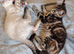 2 girls left Ragdoll x ginger mother