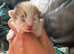 One Stunning Little Female Kitten