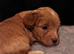 1 miniature cockapoo puppy ready to leave!
