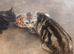 Chinchilla Persian shirt haired female